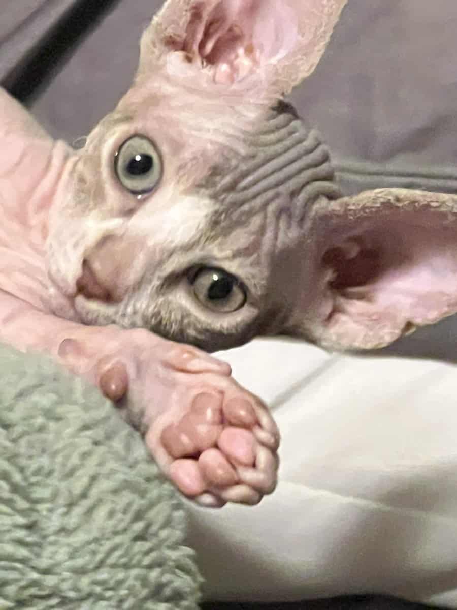 Sphinx Kitten Emergency Sale image 4