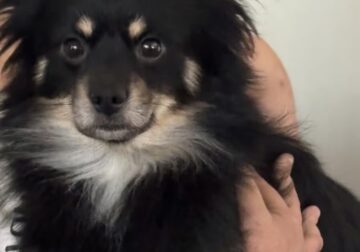 German Spitz ‘Enzo’