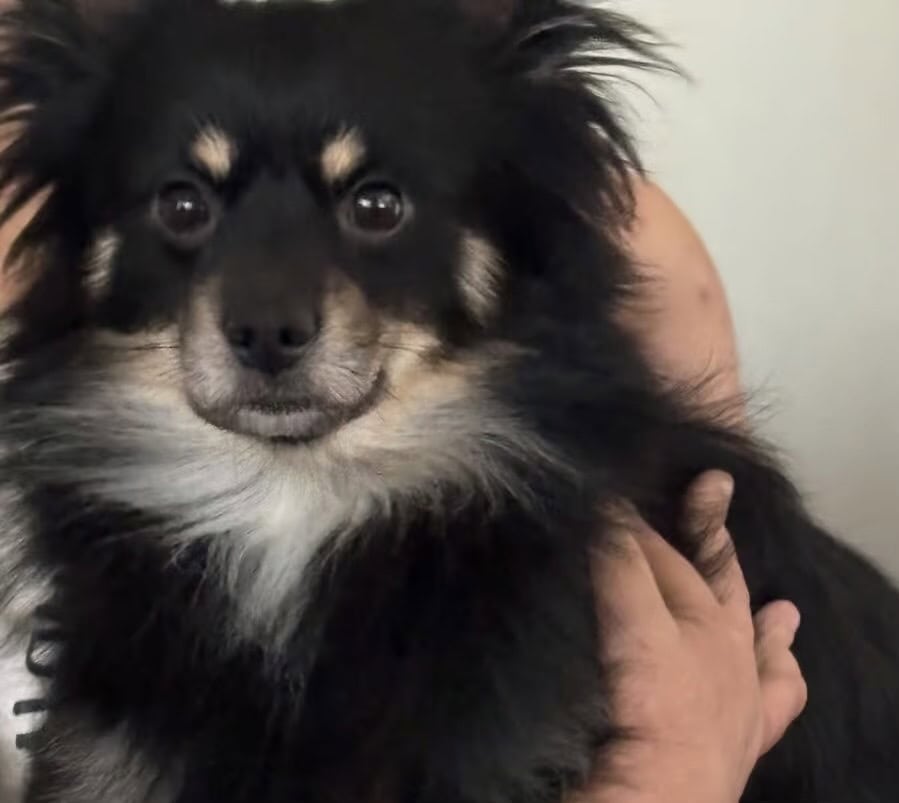 German Spitz ‘Enzo’ image 1