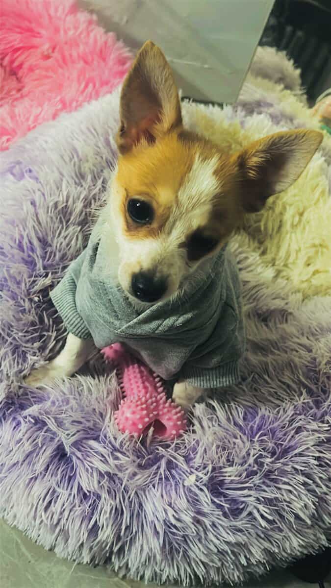 Pomeranian and Chihuahua puppy image 1