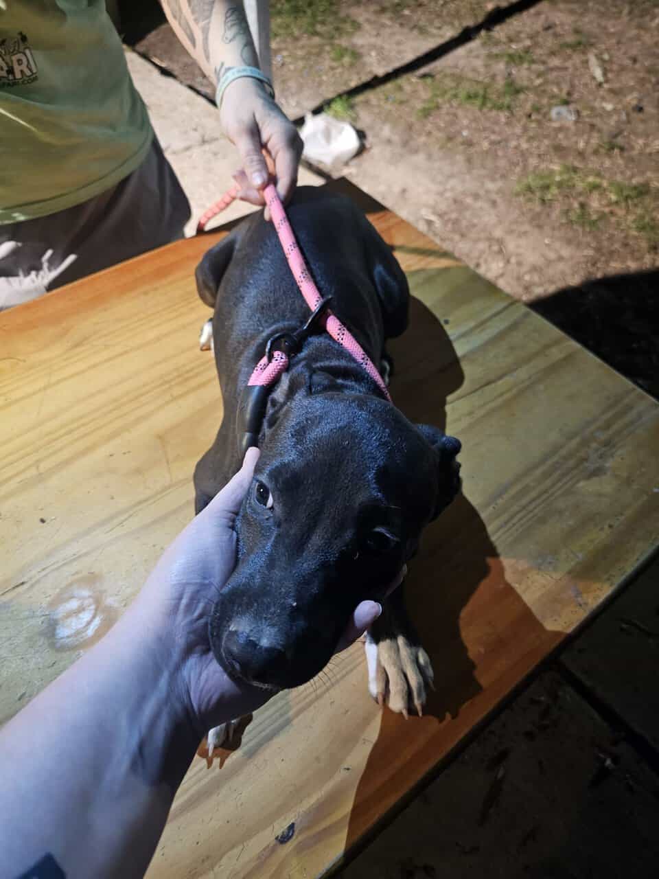 Pit puppies image 4