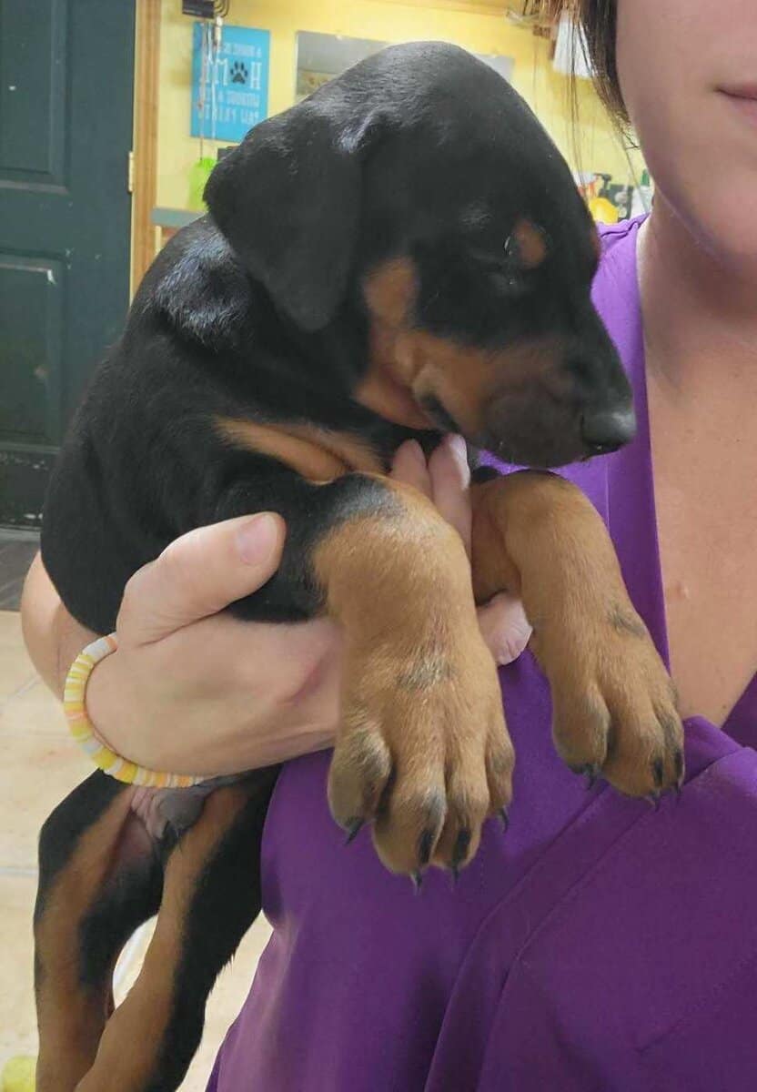 Doberman Puppies image 6