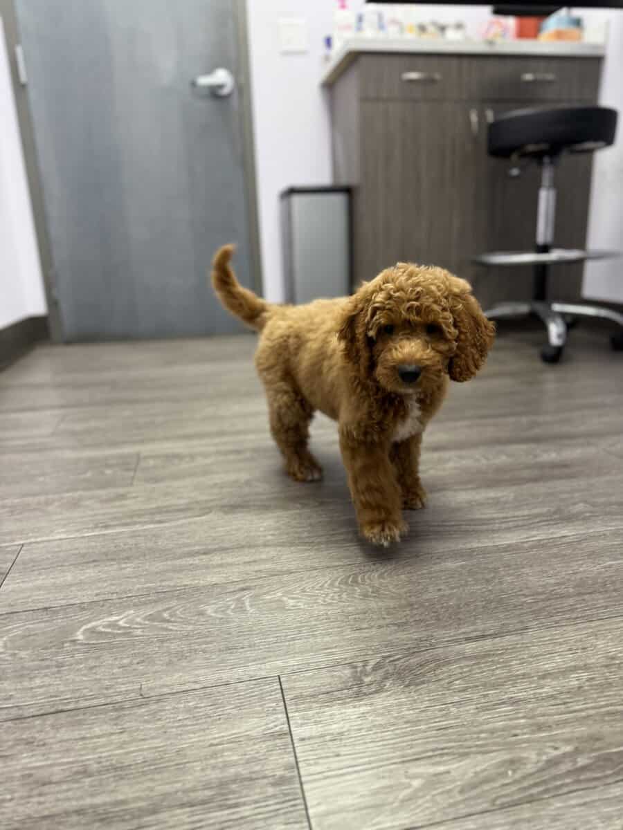 Goldendoodle image 2