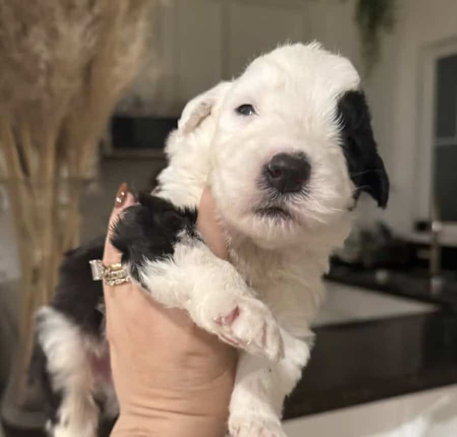 Sheepadoodle puppies image 1