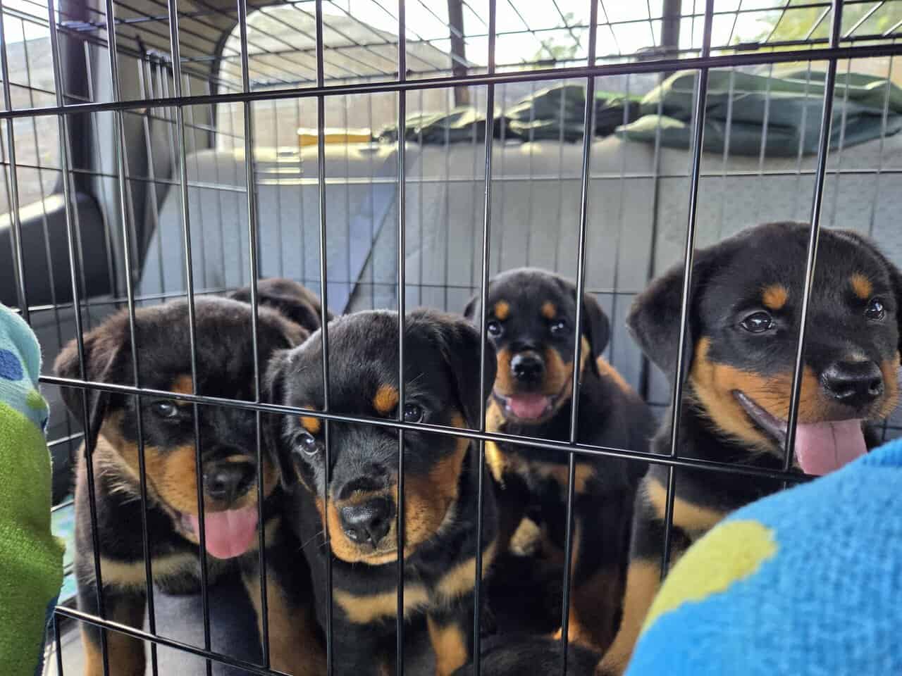 GermanRottweiler puppies parents both on-site, AKC image 2