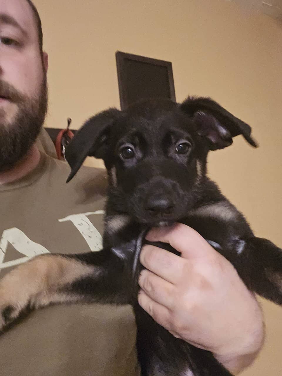 German Shepherd mix puppies image 5