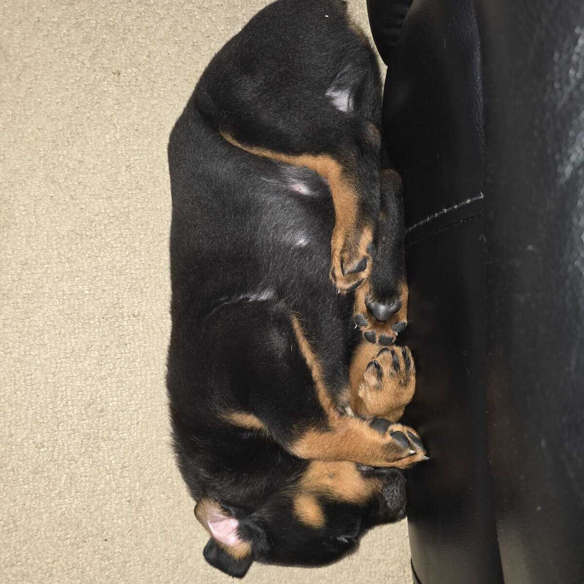 Playful loveable Rottweiler puppies image 3