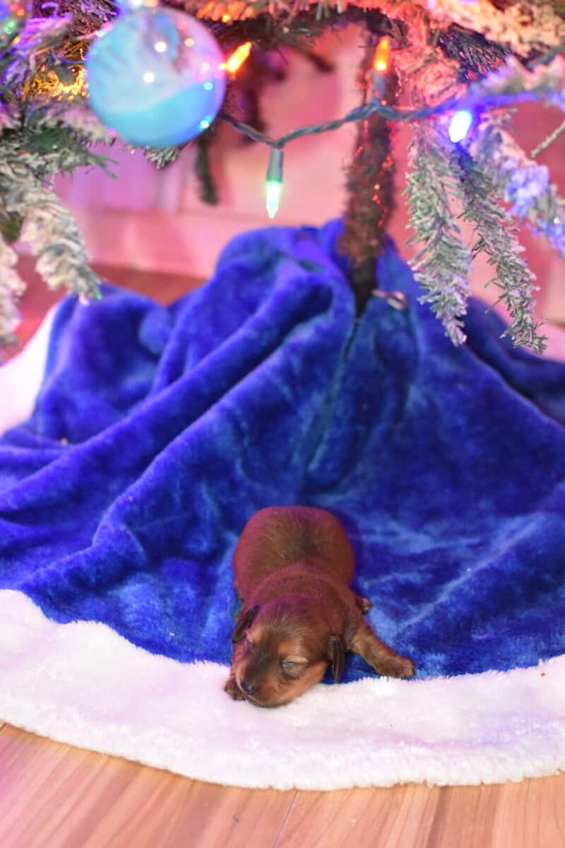 Miniature Dachshund Boys image 5