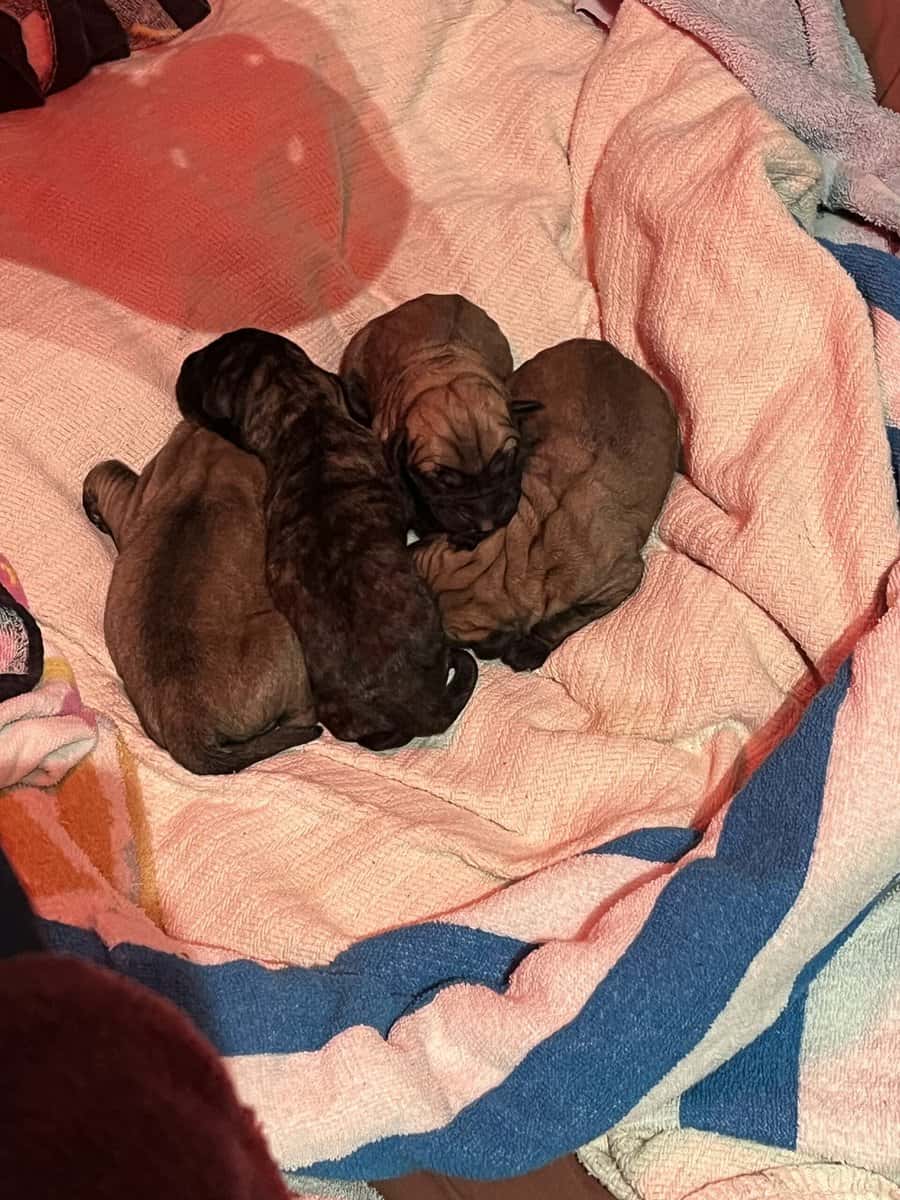 Mastiff Puppies image 2