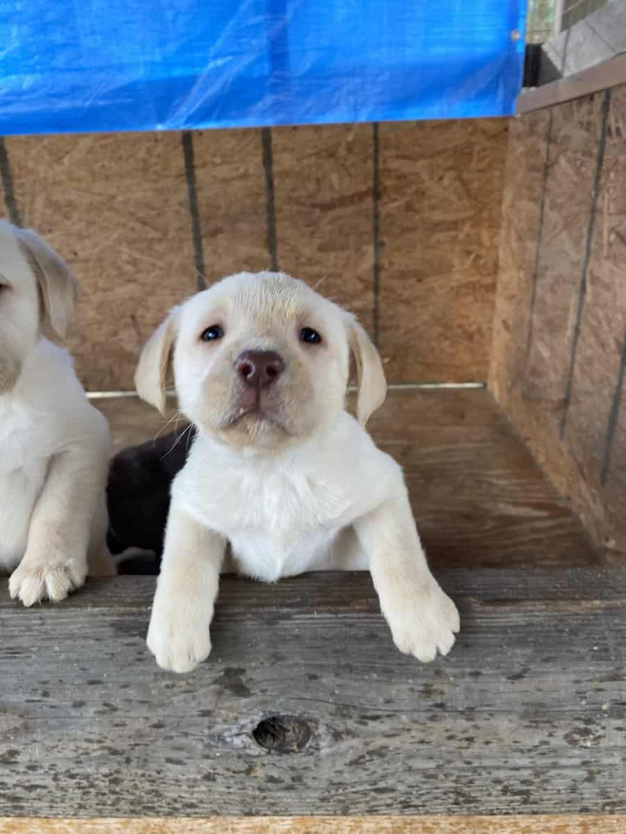 AKC LABRADOR PUPPIES image 1