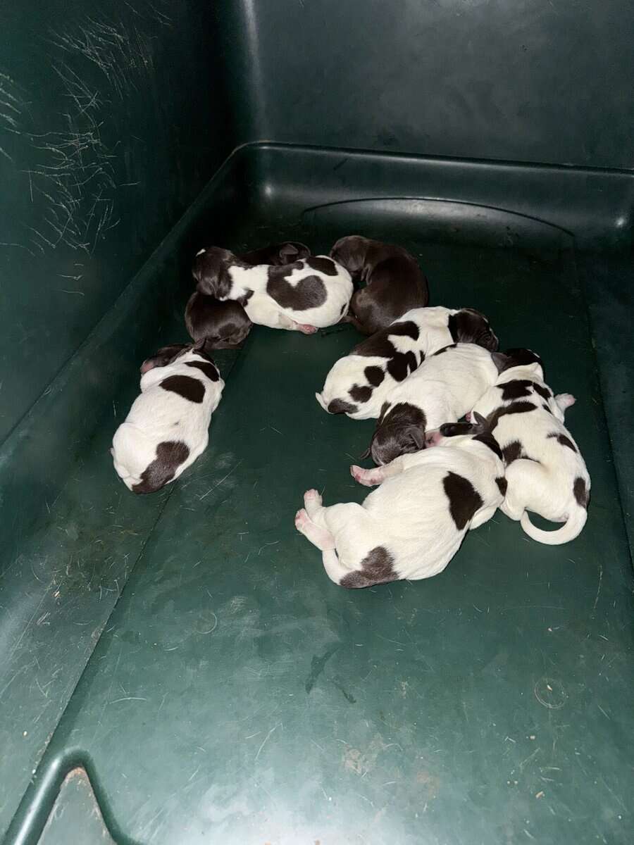 German Shorthair pups image 1