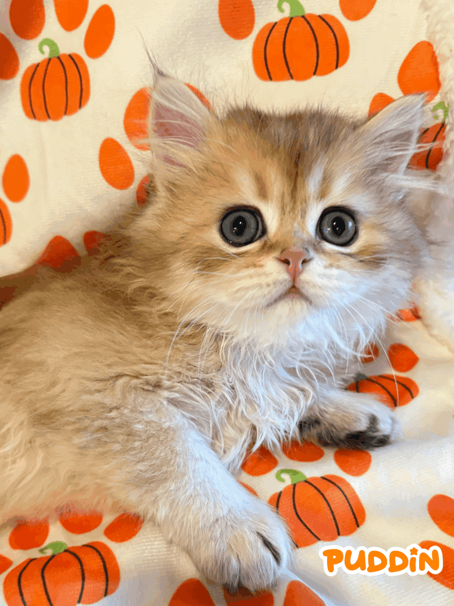 Persian Kittens For Rehoming!!! image 2