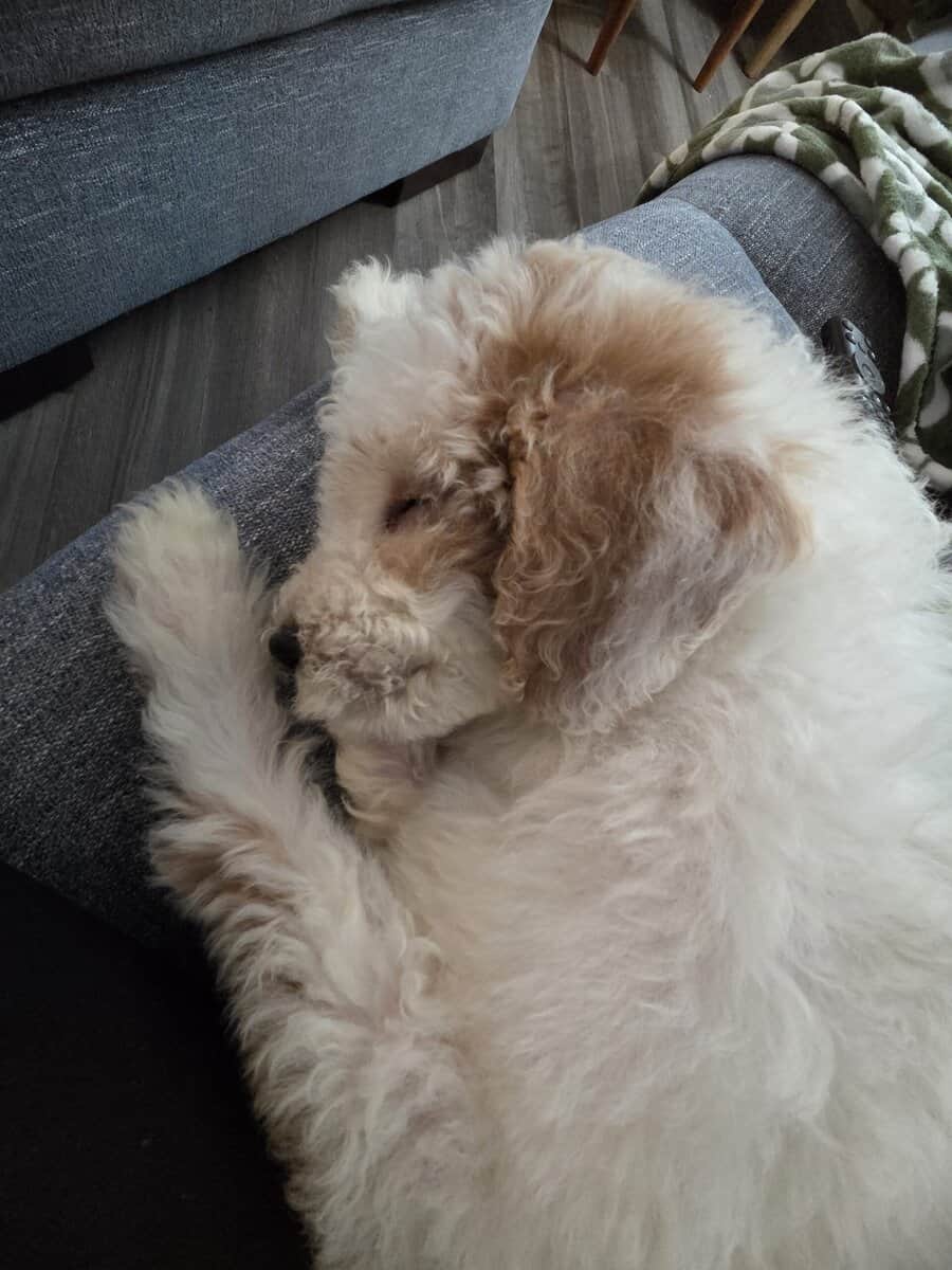 Winnie - 10 Week Old Mini Golden Doodle image 3