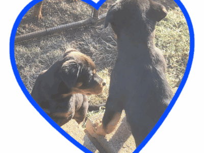 Rottweiler Puppies