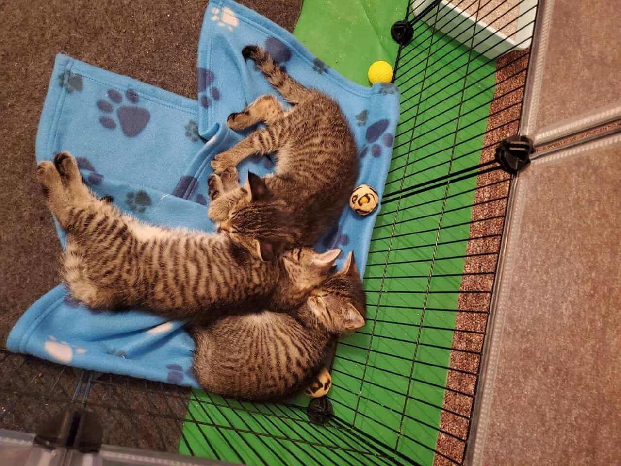 Tabby Kittens image 1