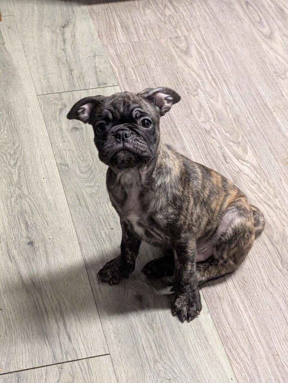 Adorable Frugs image 2