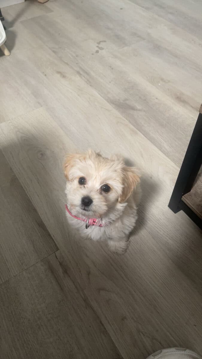 Shitzu & Mini french poodle mixed puppy image 3