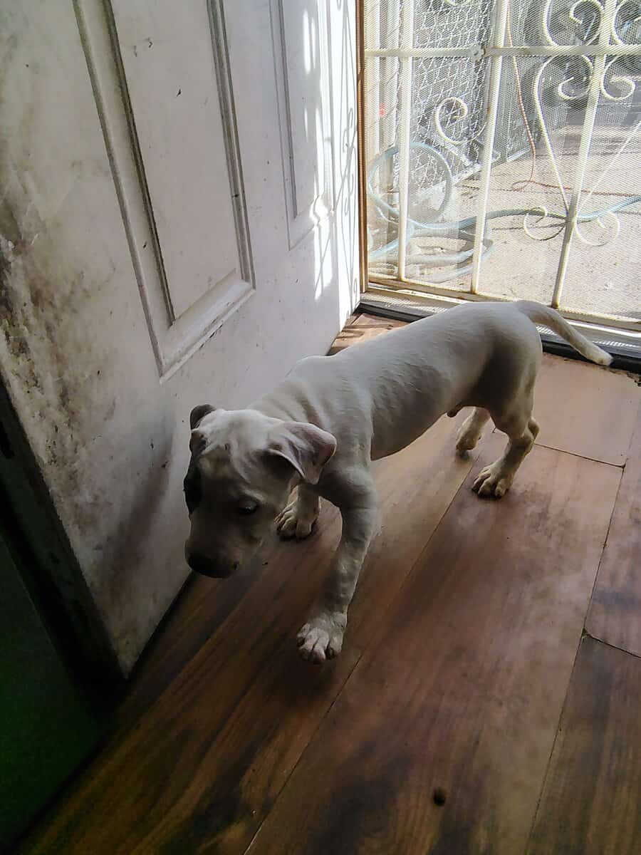 REHOMING PITBULL PUPPIES ASAP image 7