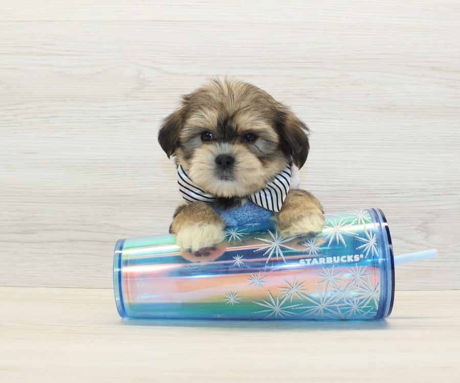 Shorkie Puppies For Sale image 4
