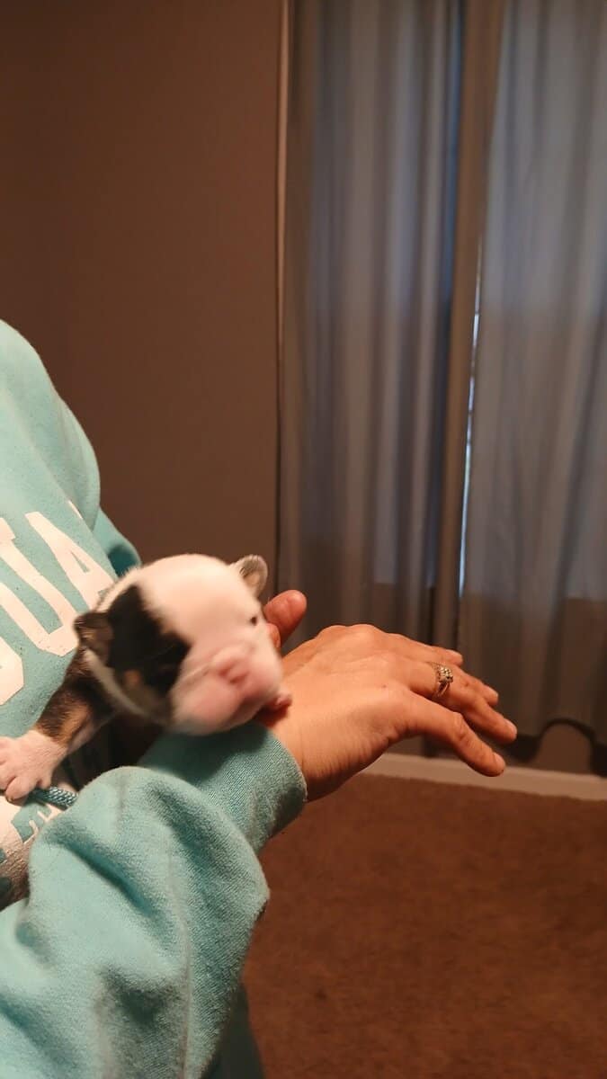 Christmas Puppies image 6