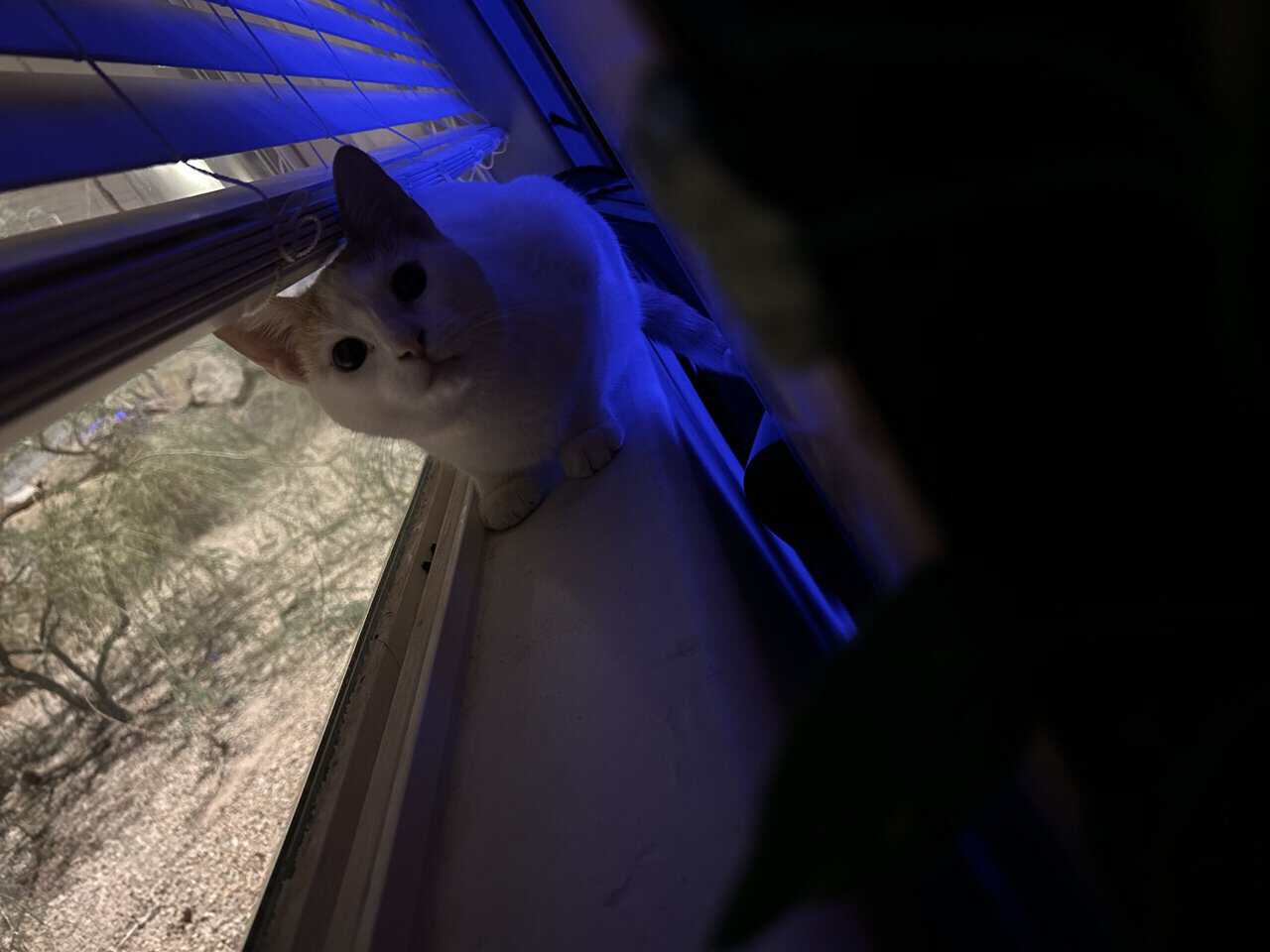 Cat for sale!! image 4