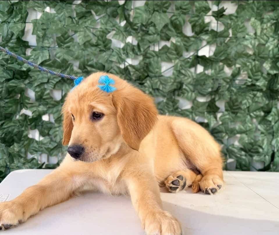Golden retriever puppies image 7