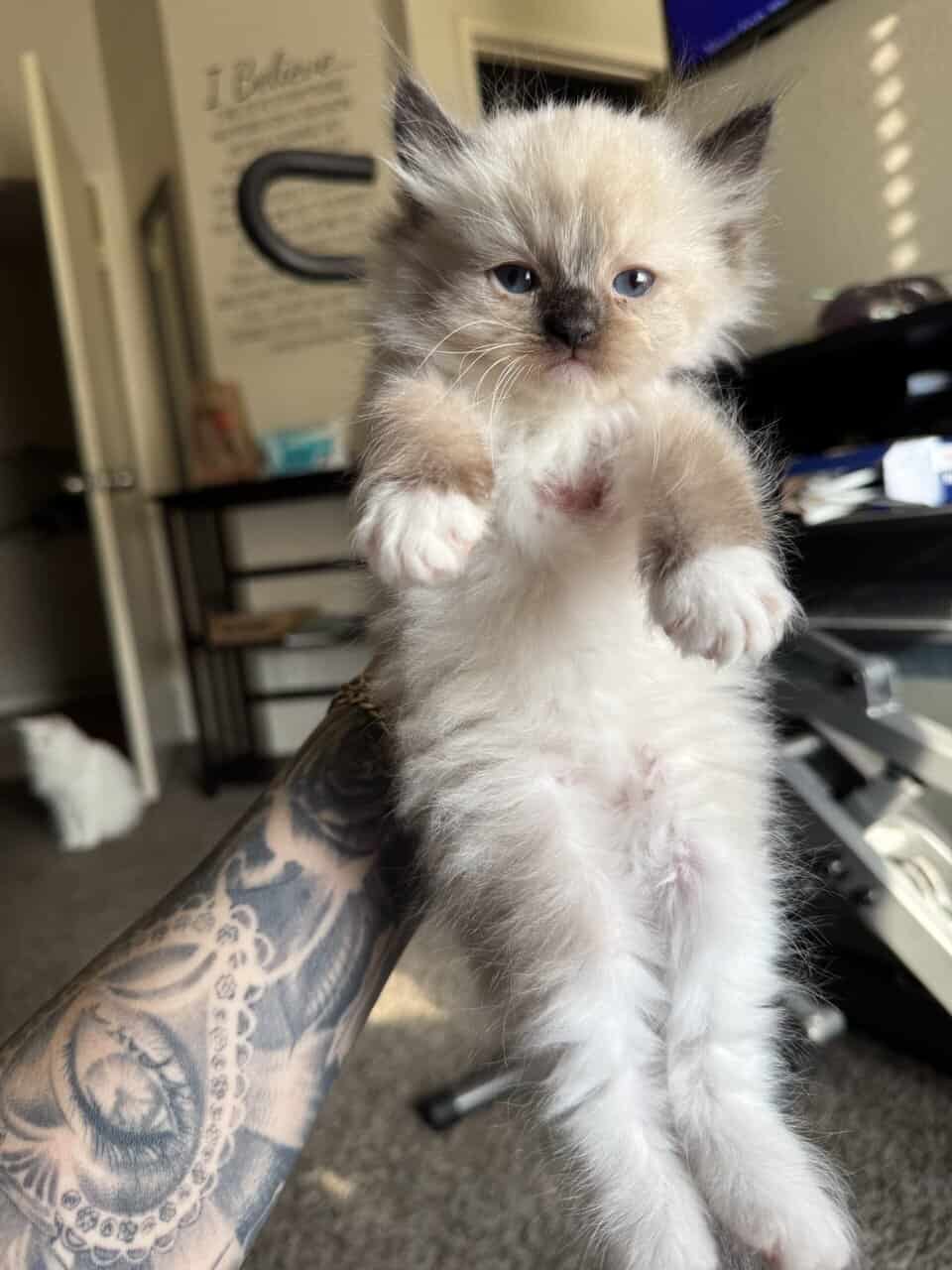 Ragdoll kittens image 2