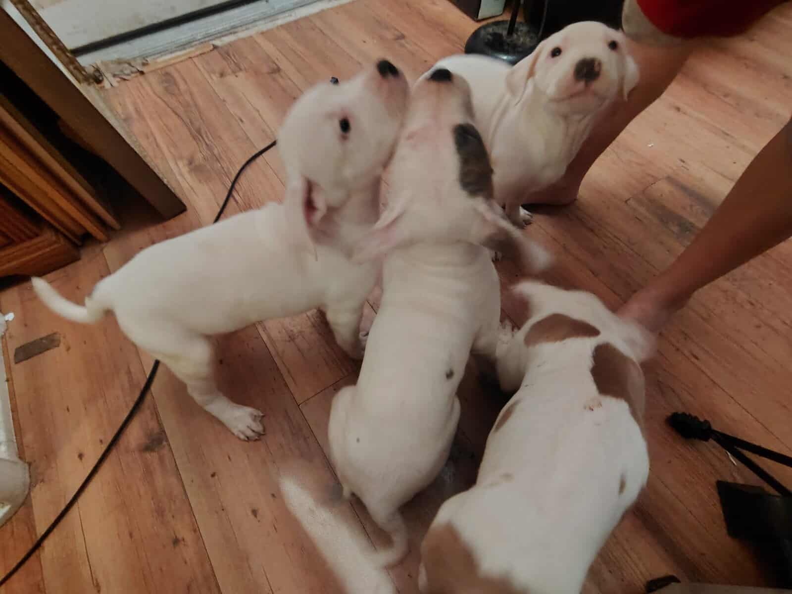 Pitbull puppies need rehoming ASAP image 2