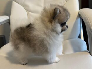 Pomeranian Puppy