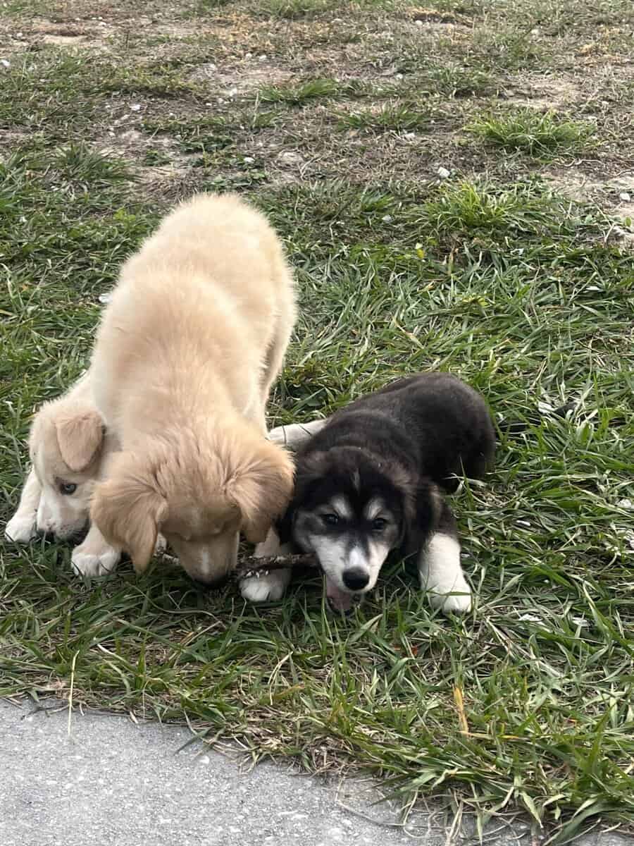 Goberian Puppies image 2