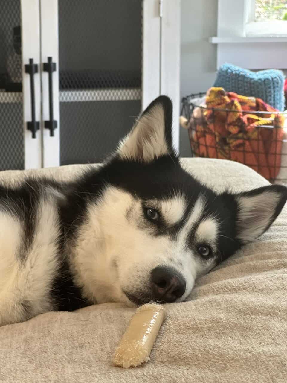 Husky - purebred female image 3