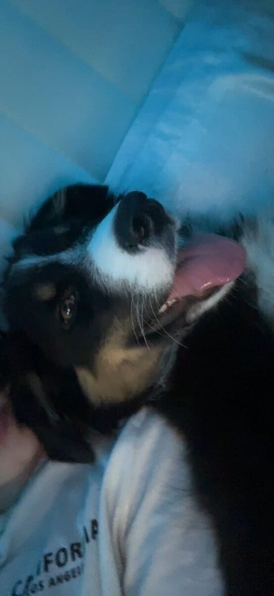 Australian Shepherd image 1