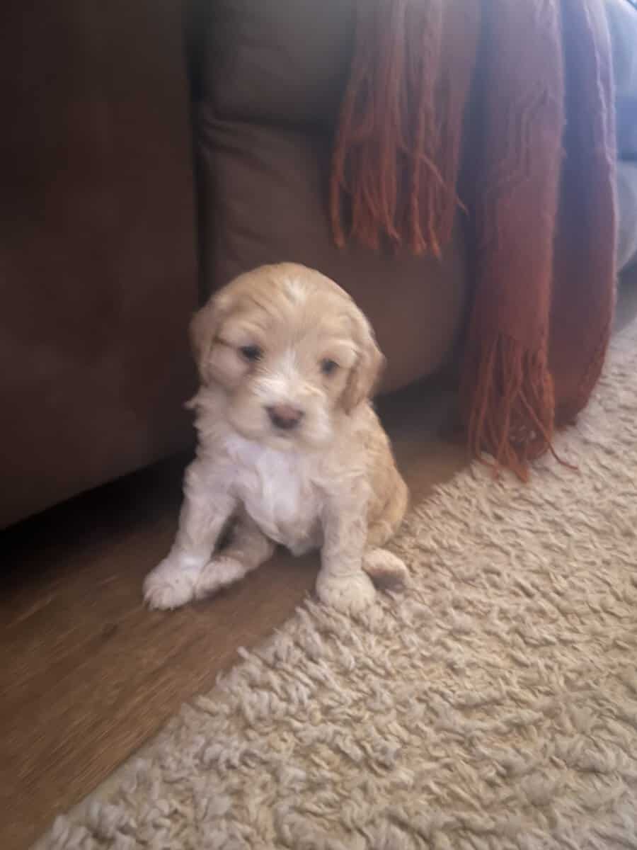 Cockapoo puppies image 6