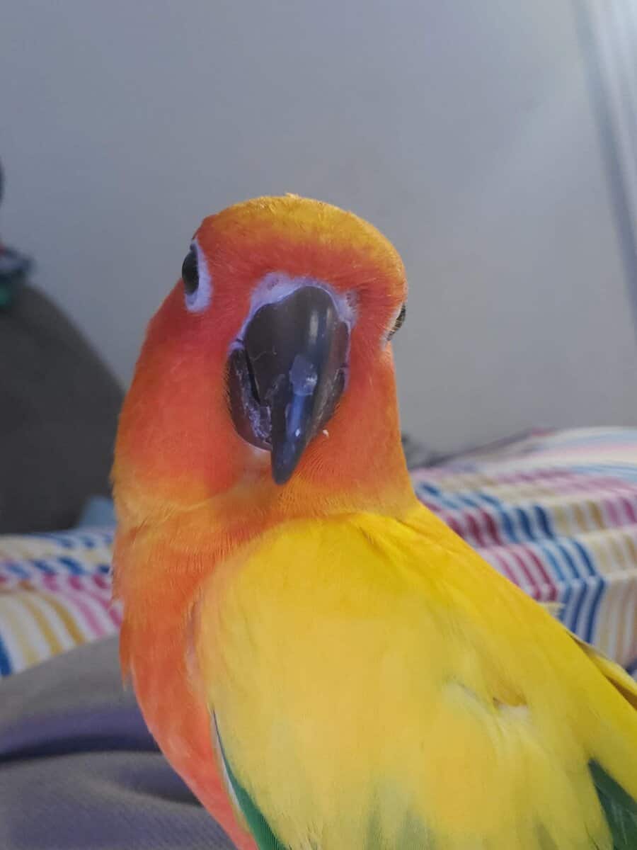 Sun conure image 4