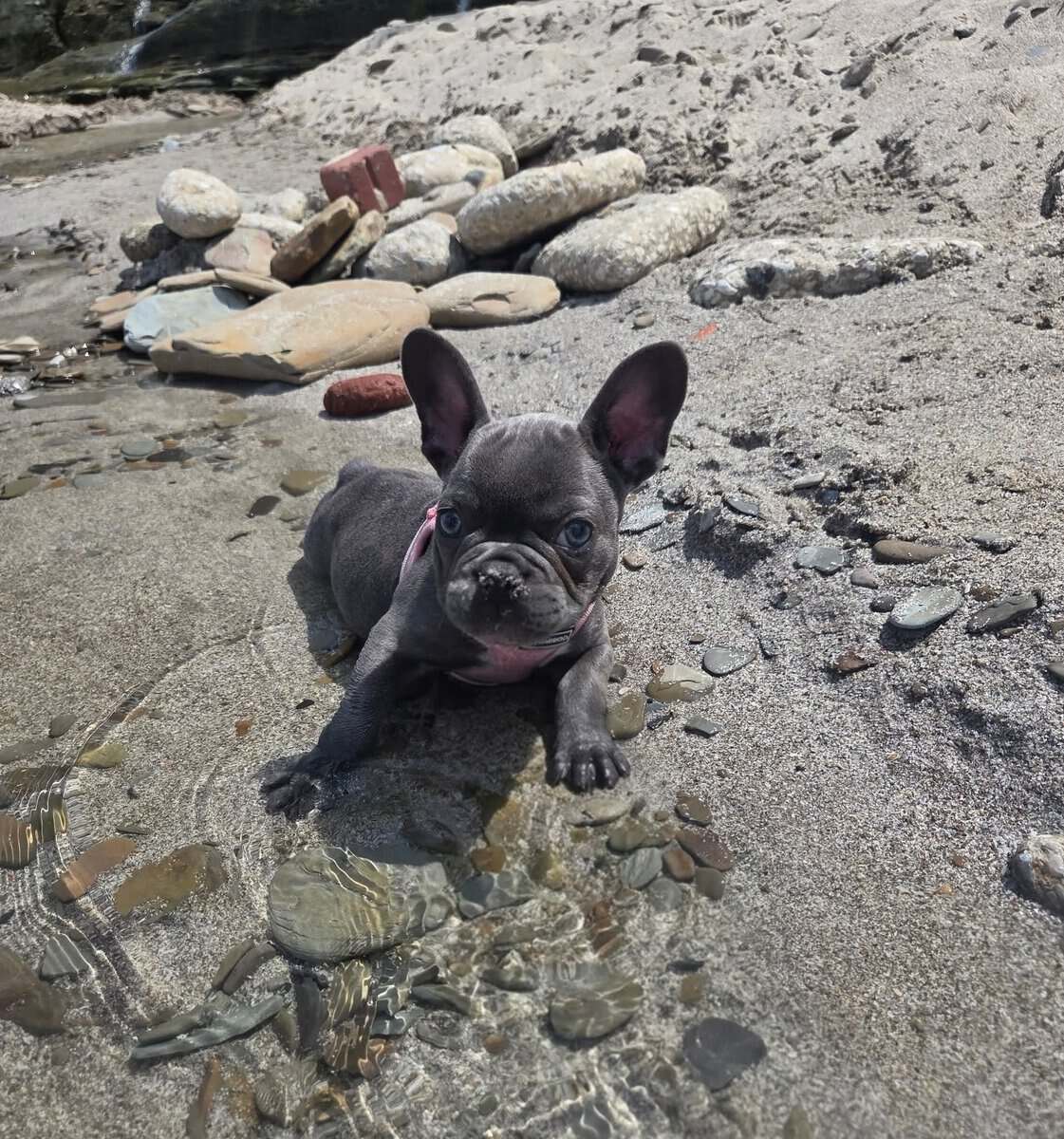 French Bulldog image 1