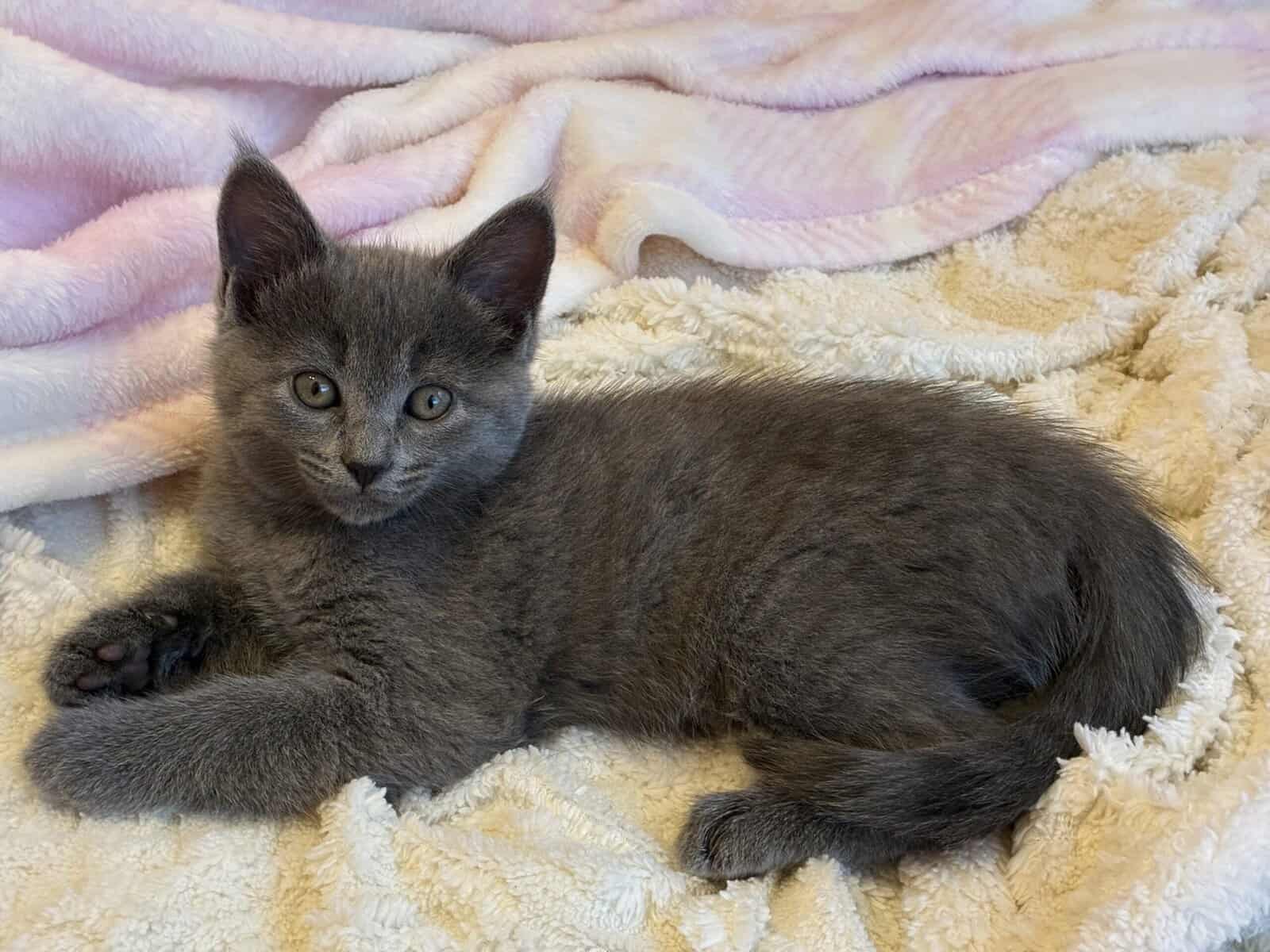 Kittens need a home image 1