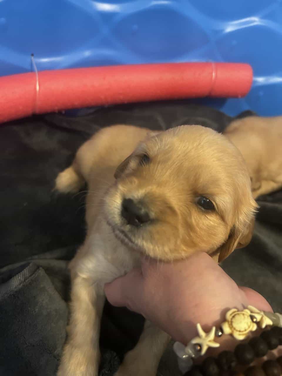 Golden Retriever puppies image 3