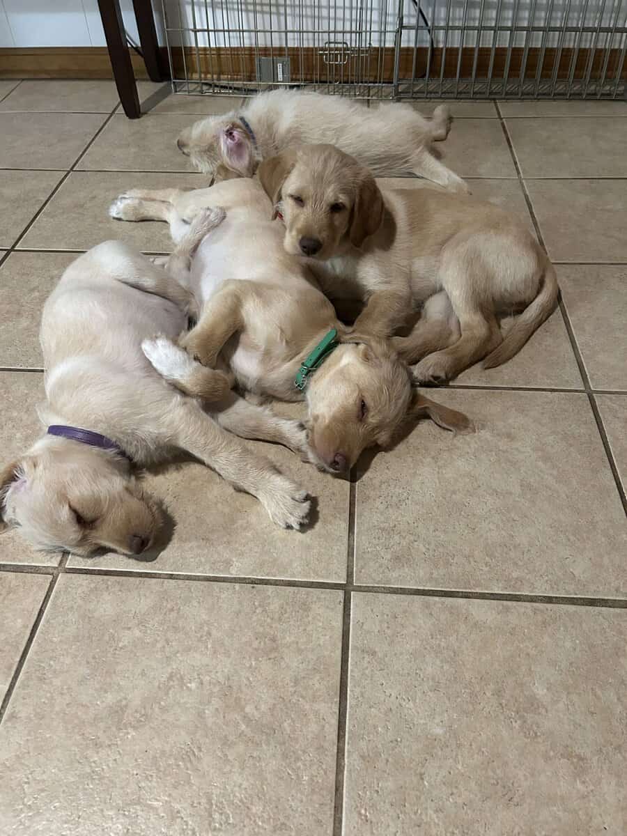 Labradoodles image 2
