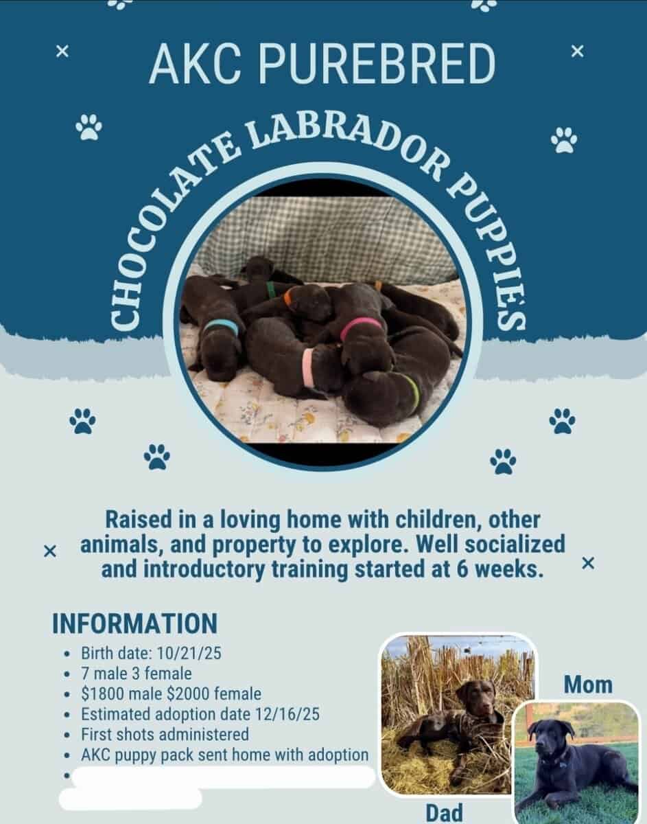 Chocola Labrador Puppies Purebred image 3