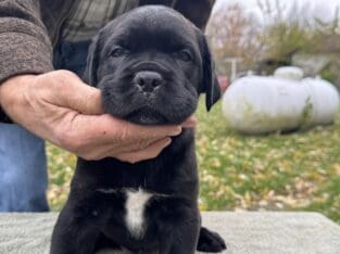 AKC registered Cane Corso pups