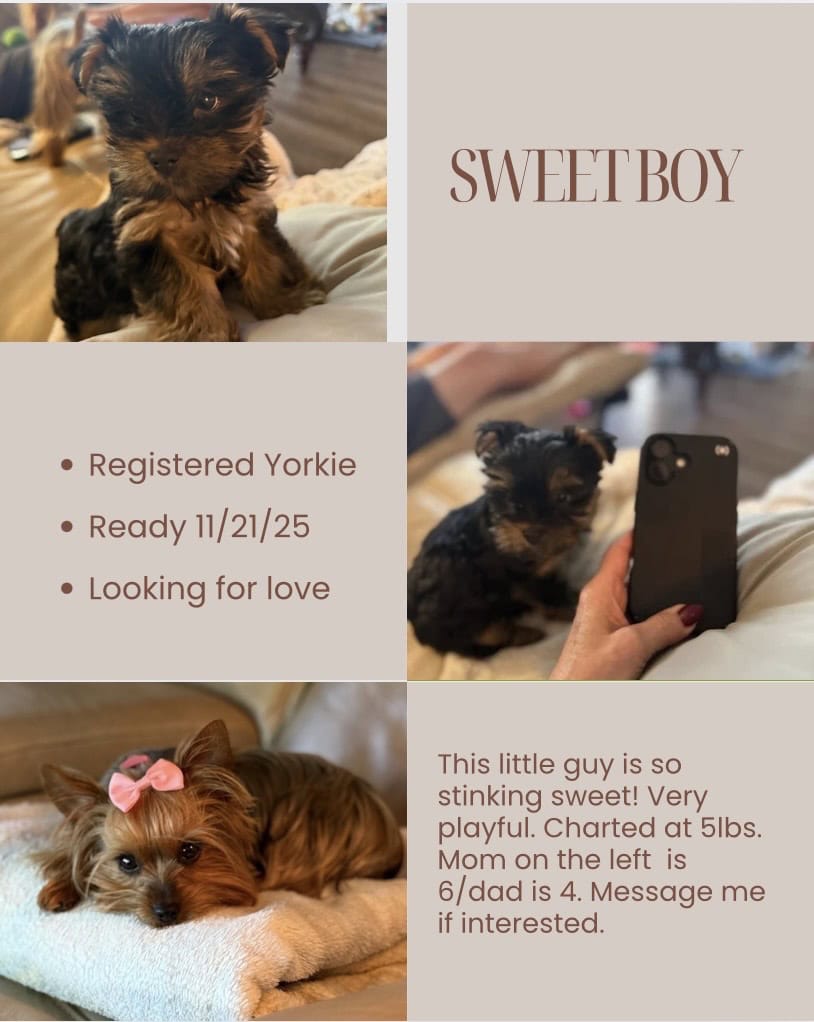 Yorkie puppy male image 2