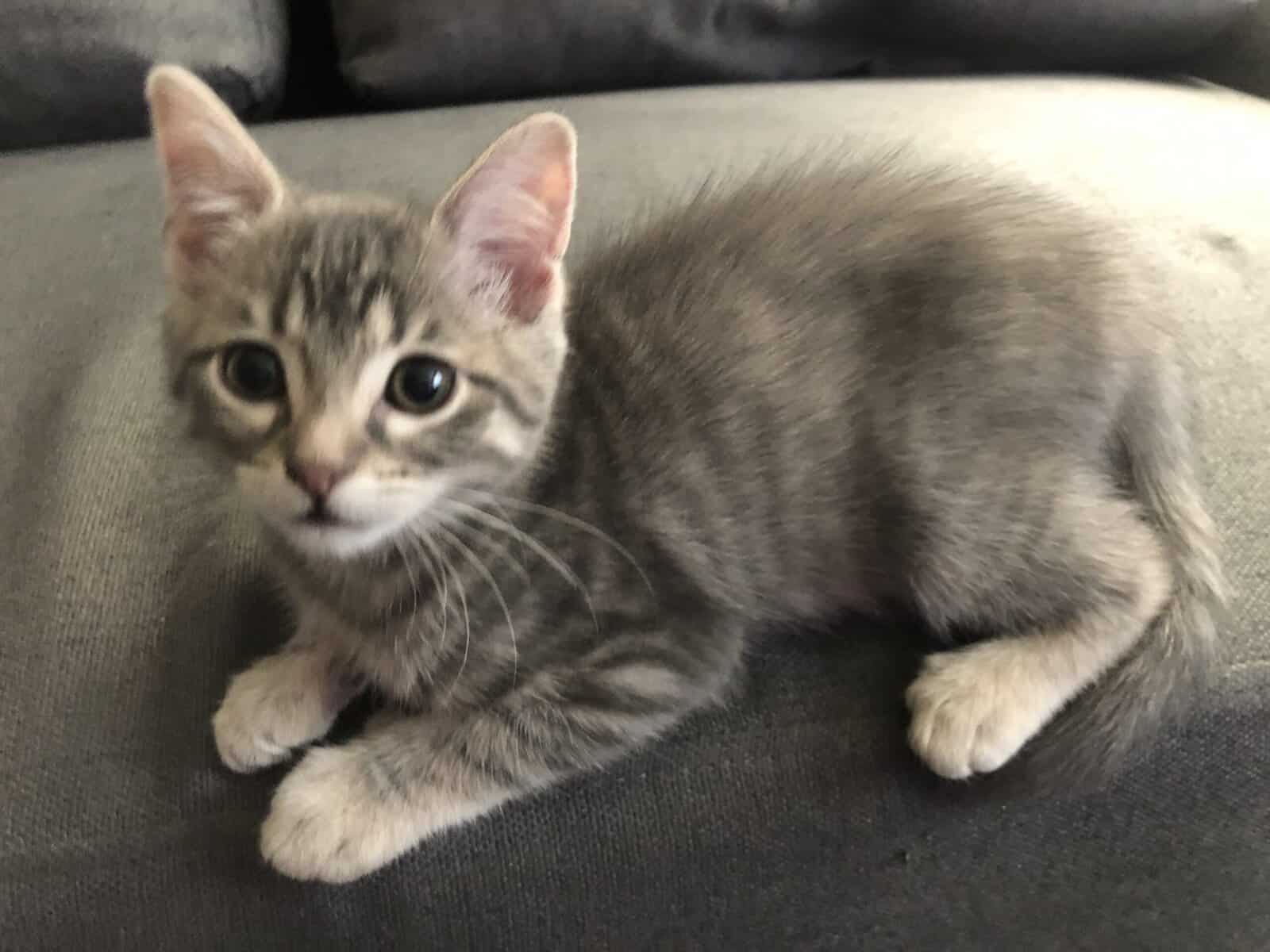 10 week kittens need good homes image 1