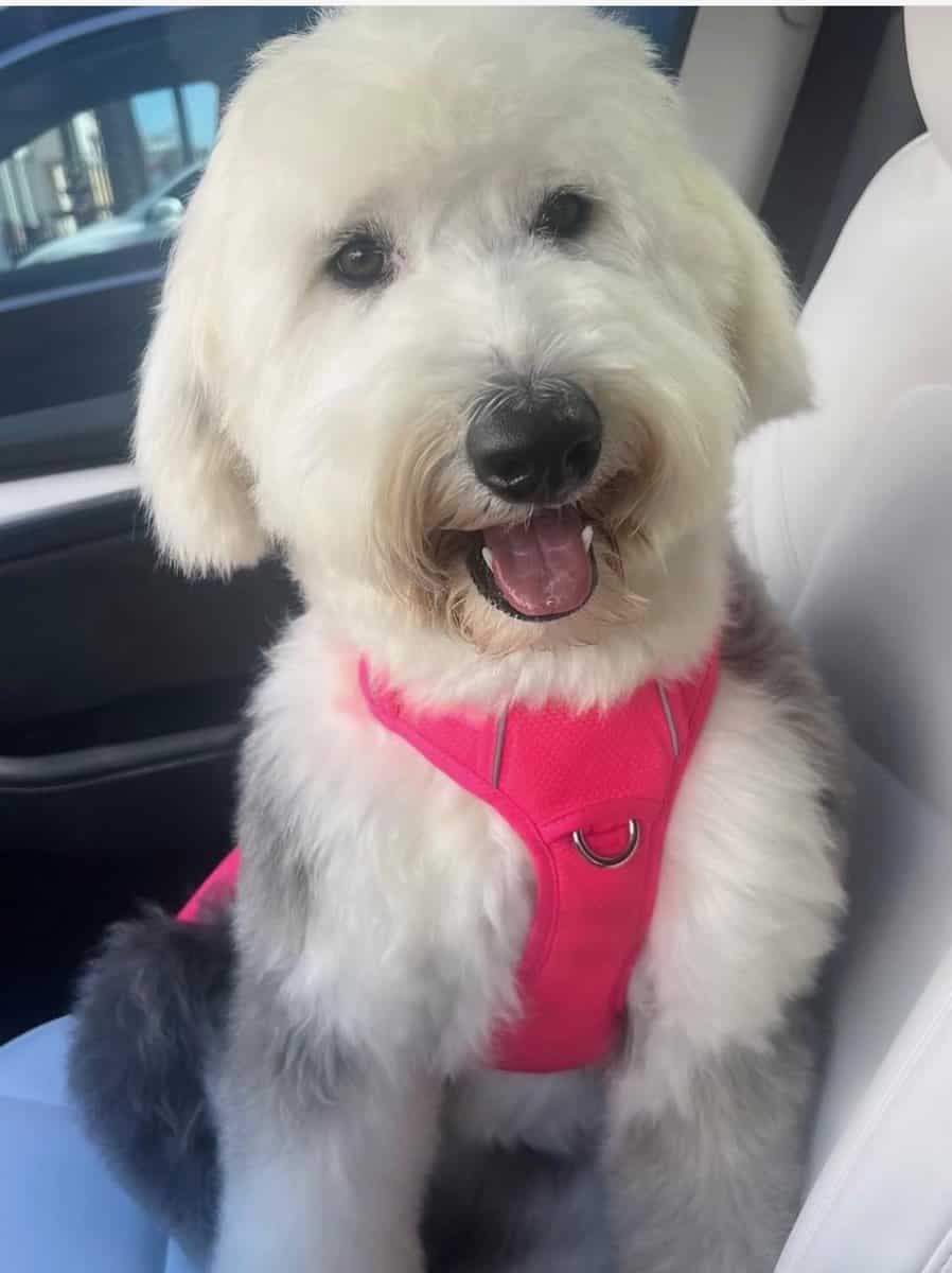 Sheepadoodle puppies image 5