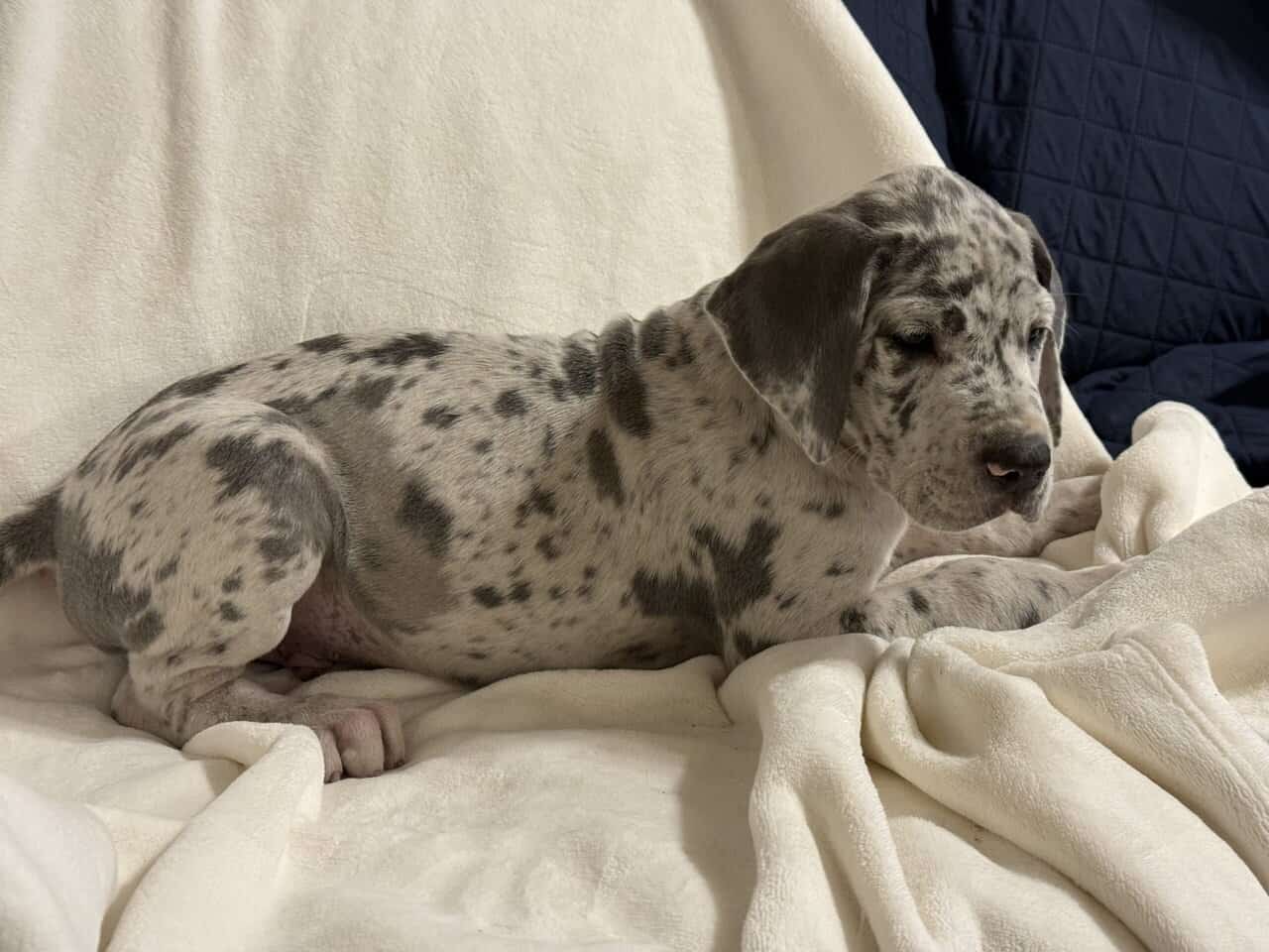 Rehoming Great Dane puppies. image 4