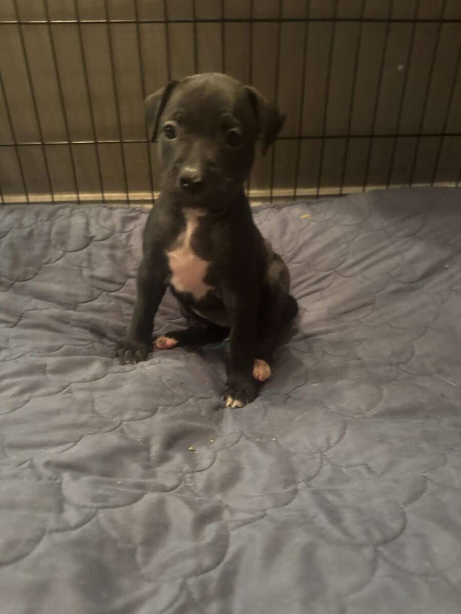 Pitbull Puppies image 9