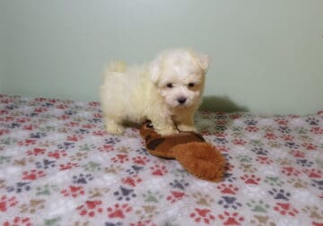 Adorable CKC Reg. Maltese Puppy