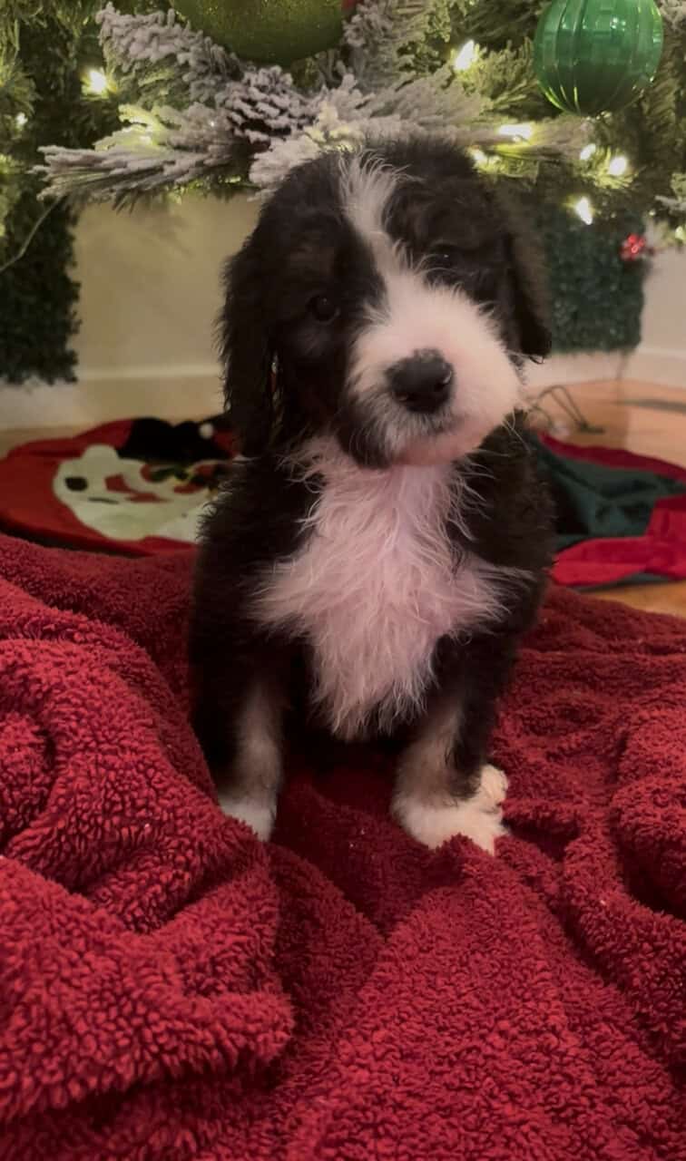 Sheepadoodle puppies image 4