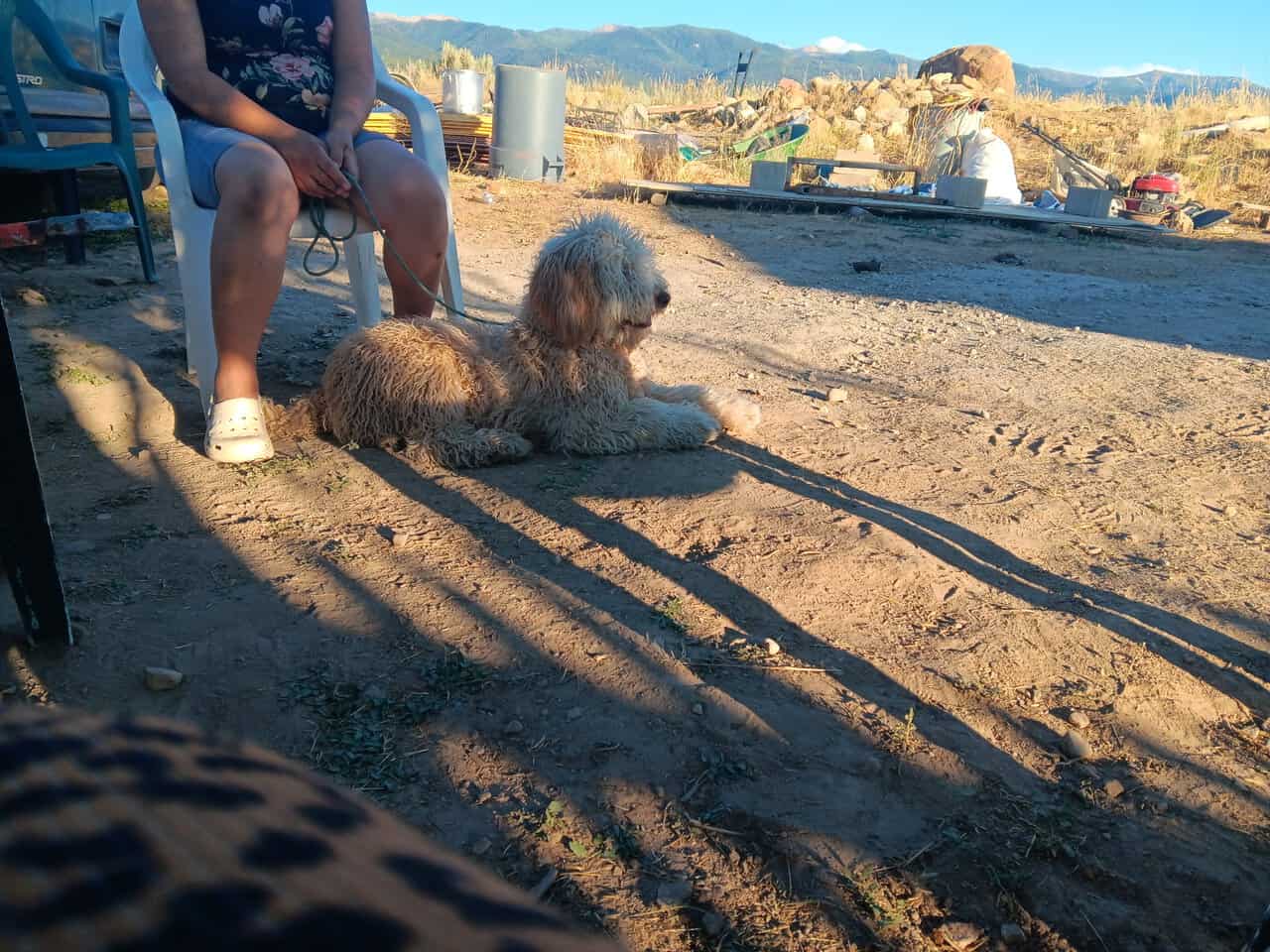 Free Golden doodles image 3