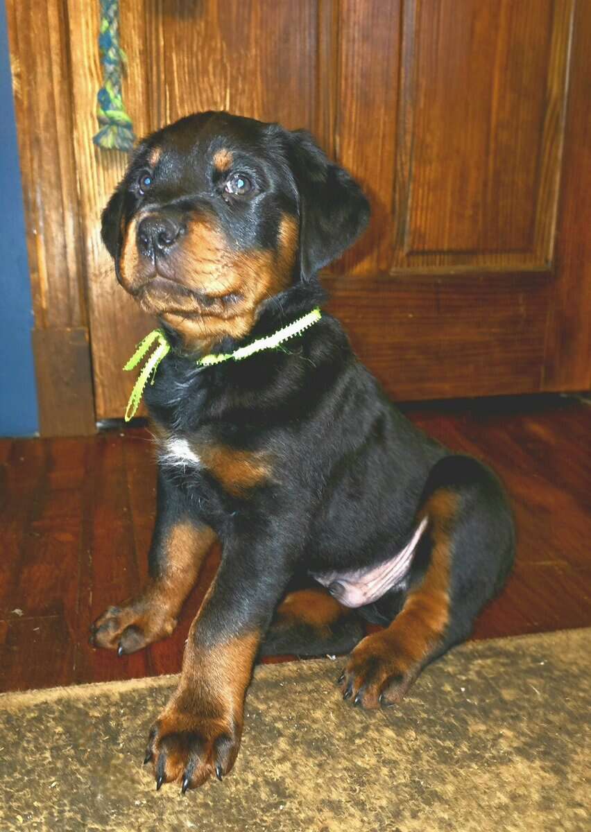 Rottweiler Puppies image 1