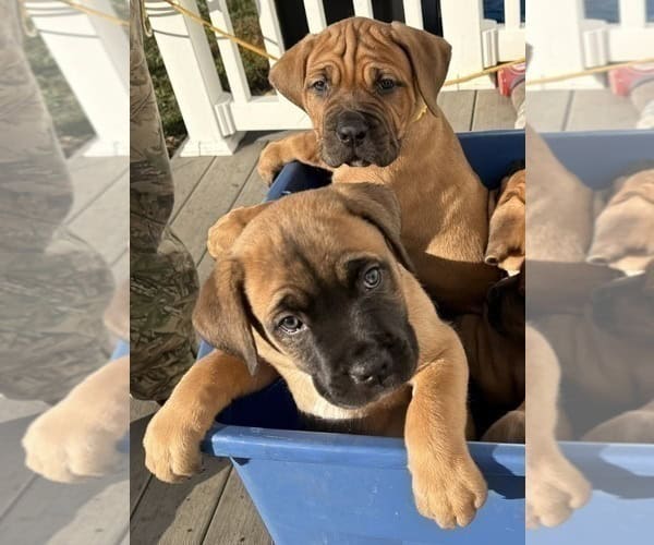 Boerboel–Cane Corso Puppies -- Ready to go! image 13